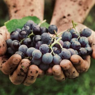 Frisch geerntete Weintrauben in von der Weinernte verschmutzten Händen.