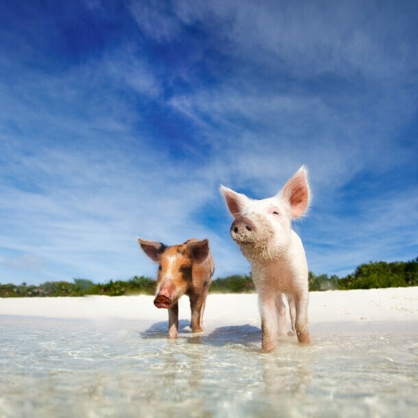 Schweine stehen mit den Beinen im Wasser an einem Sandstrand.
