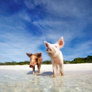 Schweine stehen mit den Beinen im Wasser an einem Sandstrand.
