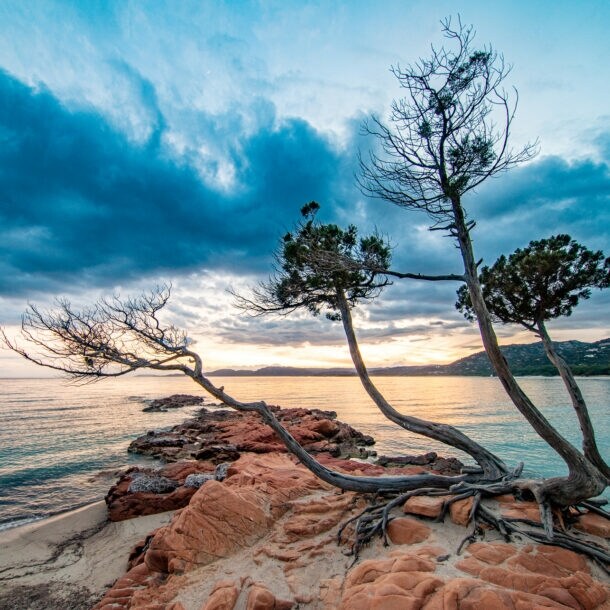 Eine Meeresbucht mit Felsen und knorrigen Bäumen bei Sonnenuntergang