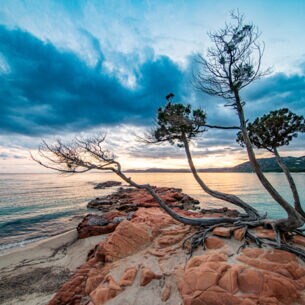 Eine Meeresbucht mit Felsen und knorrigen Bäumen bei Sonnenuntergang