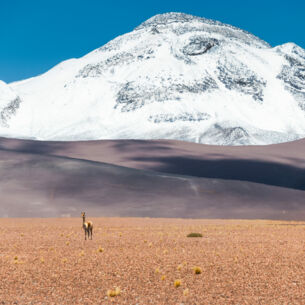 Ein Lama steht in einer Wüstenlandschaft vor einem schneebedeckten Berg