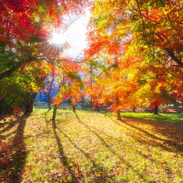 Bunte Bäume im Herbst