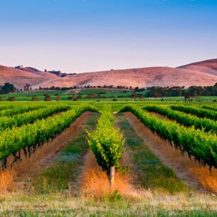 Hügeliges Weinbaugebiet mit grünen Rebstöcken in Reihe im Abendlicht