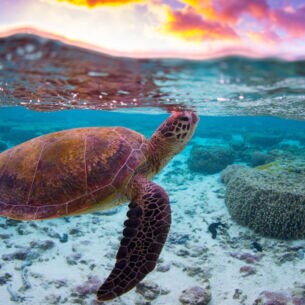 Unterwasseraufnahme einer schwimmenden Wasserschildkröte in tropischem Gewässer