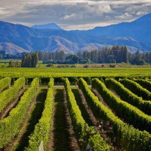 Weinanbaugebiet mit grünen Rebstöcken, im Hintergrund eine Hügelkette