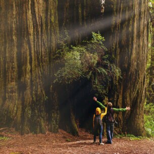 Zwei Personen stehen in einem Wald vor dem Stamm eines Mammutbaums