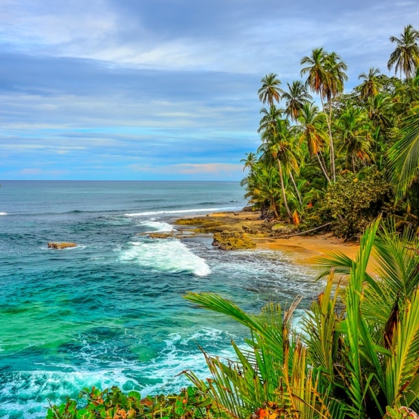 Karibischer Strand mit Palmen