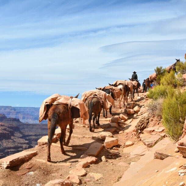 Mehrere bepackte Maultiere laufen an einem Abgrund über einen unbefestigten Weg