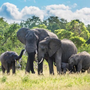Eine Elefantenfamilie in der grünen Savanne im Kruger Nationalpark
