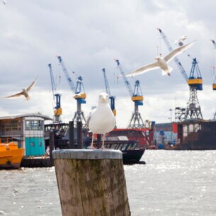 Möwen, Schiffe und Kräne am Hamburger Hafen