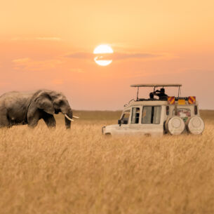 Ein Afrikanischer Elefant, der in der Savanne bei untergehender Sonne auf einen Jeep zugeht