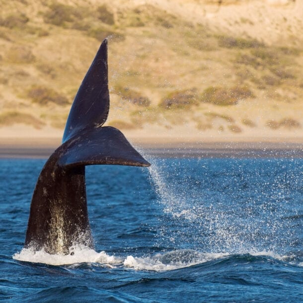 Die Fluke eines Wals ragt aus dem Wasser vor einem menschenleeren Sandstrand