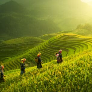 Vier Menschen gehen an Reisterrassen entlang