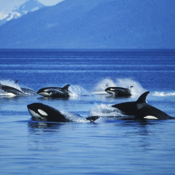 Eine Gruppe von Schwertwalen schwimmt vor einer bergigen Kulisse durchs Meer