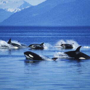Eine Gruppe von Schwertwalen schwimmt vor einer bergigen Kulisse durchs Meer