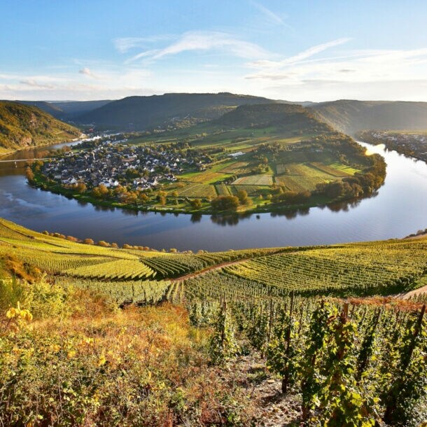 Blick von oben auf einen Weinhang und die Moselschleife bei Kröv.