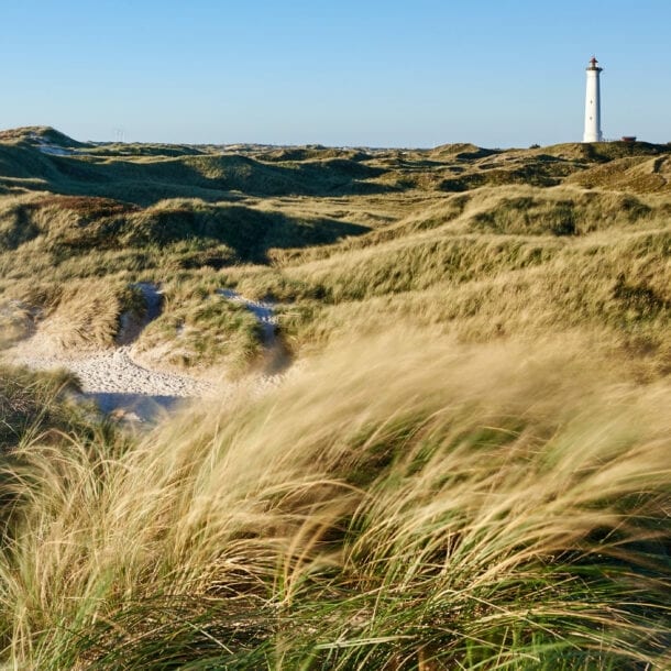 Grasbewachsene Dünenlandschaft am Meer mit Leuchtturm in der Ferne.