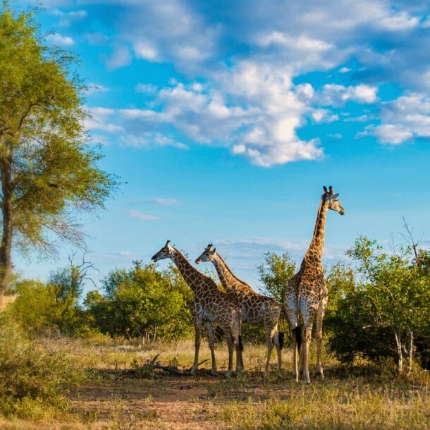 Drei Giraffen stehen in der grünen Savanne unter blauem Himmel, im Vordergrund eine silberne Kreditkarte von American Express als Freisteller.