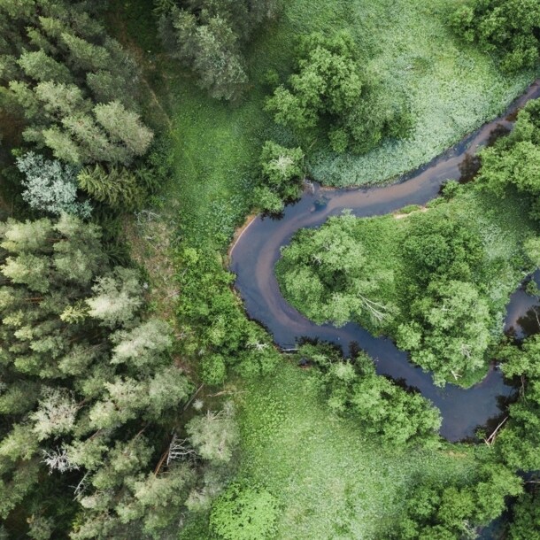 Ein Bach, der sich durch einen Wald schlängelt.