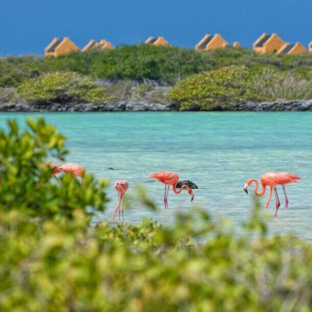 Bonnaire ist ein Inselparadies mit faszinierenden Naturerlebnissen über und unter Wasser.