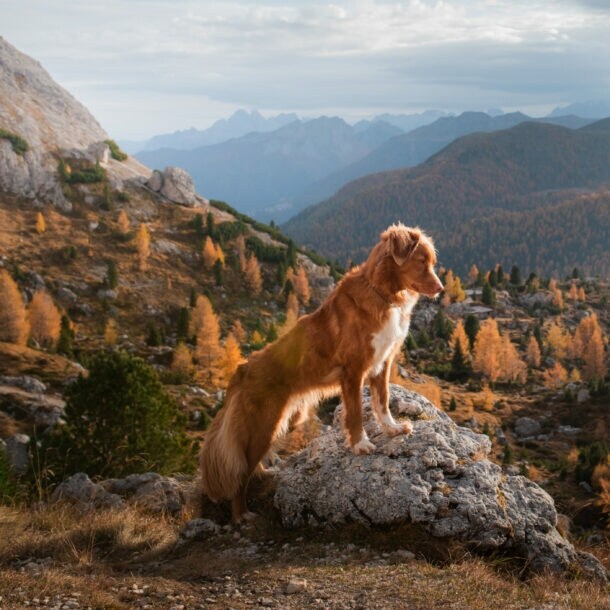 Ein Nova Scotia Duck Tolling Retriever steht auf einem Felsen in einer herbstlichen Berglandschaft.