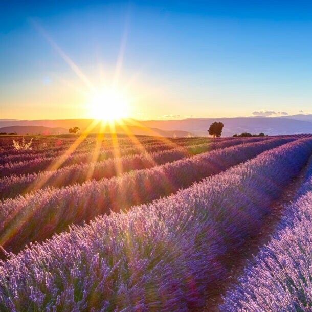 Lavendelfeld bei Sonnenuntergang mit leuchtend violetten Blüten und Bergen im Hintergrund