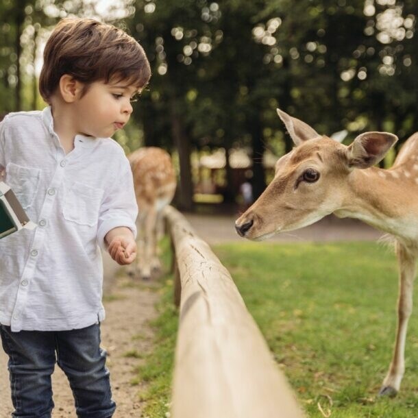 Kleiner Junge in weißem Hemd füttert ein Reh über einen Holzzaun im Park