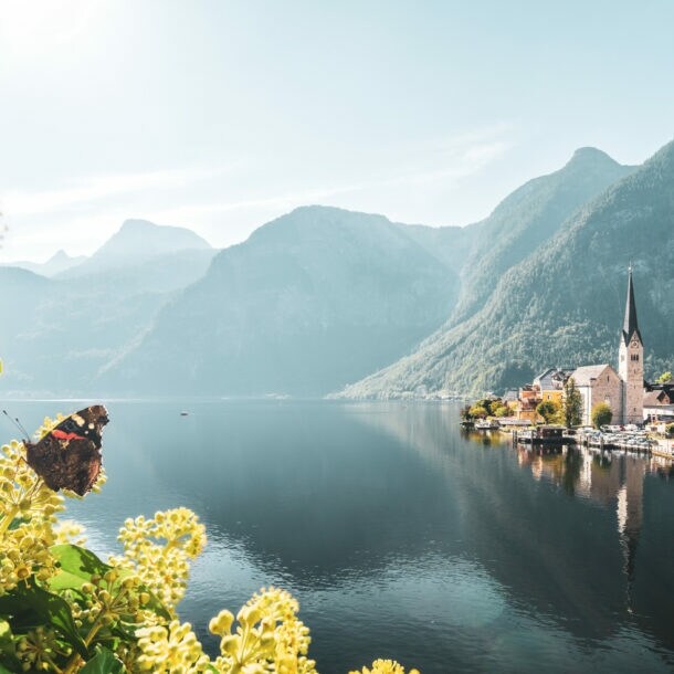 Schmetterling auf gelben Blüten vor einem See mit Bergkulisse und Dorf mit Kirche