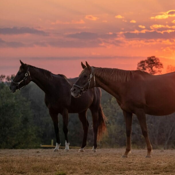 Vier Pferde auf einer Weide bei Sonnenuntergang auf der Taylor Made Farm