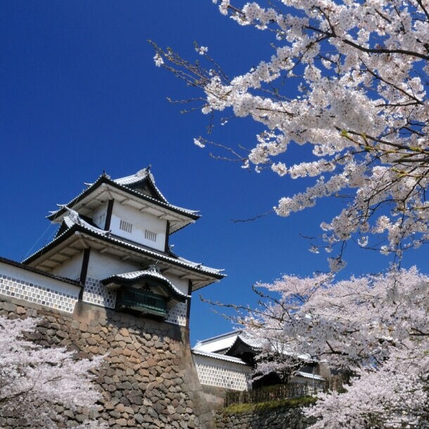 Kirschblüten vor dem historischen Kanazawa Schloss mit weißem Turm und steinernem Fundament unter klarem blauem Himmel
