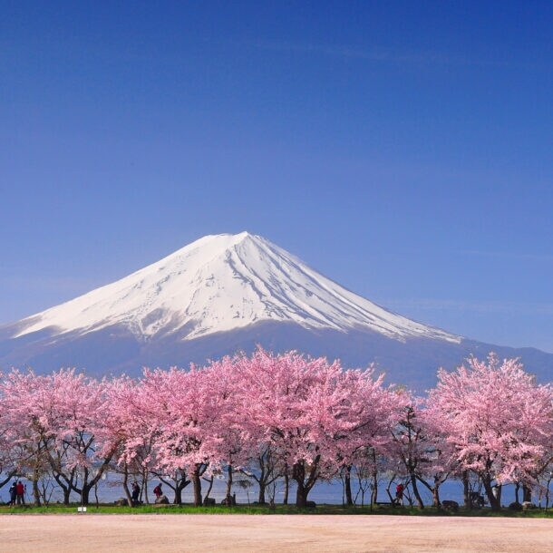Panoramabild des schneebedeckten Mount Fuji mit rosa blühenden japanischen Kirschblütenbäumen im Vordergrund.
