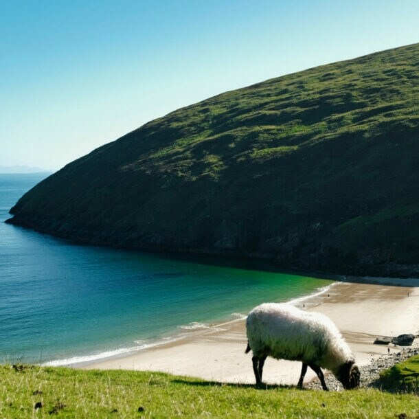 Eine grüne Wiese mit einem Schaf, das grast. Im Hintergrund ist eine Küste mit einem ruhigen, blauen Wasser und einer bewaldeten Hügelkette zu sehen.