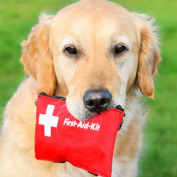 Golden Retriever mit roter Erste-Hilfe-Tasche im Maul sitzt im Gras.