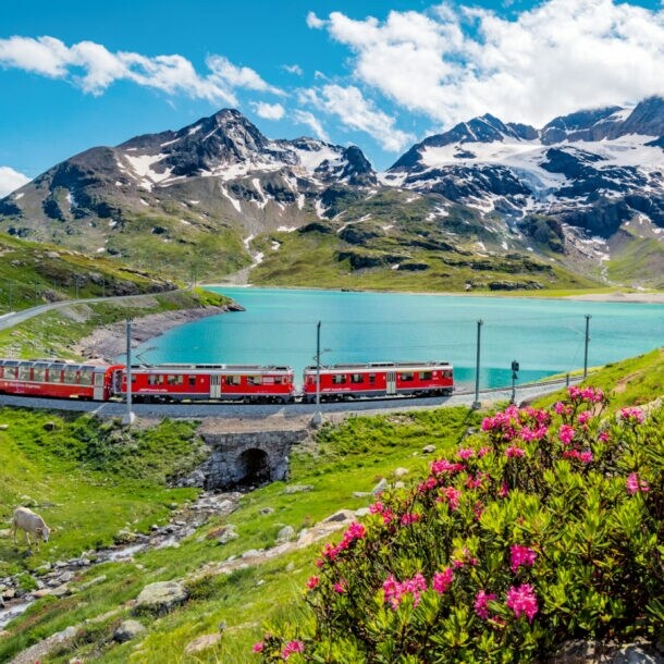 Roter Zug fährt entlang eines Bergsees in den Alpen, umgeben von grünen Wiesen, Alpenrosen und schneebedeckten Gipfeln.