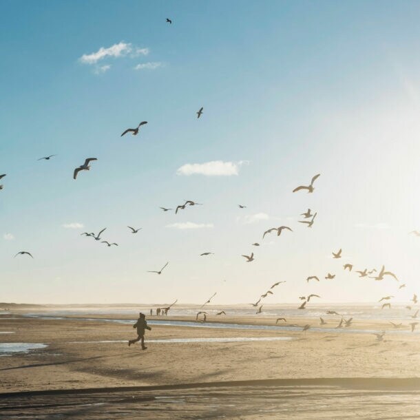 Person läuft am Strand in Dänemark umgeben von fliegenden Möwen, bei sonnigem Himmel mit wenigen Wolken.