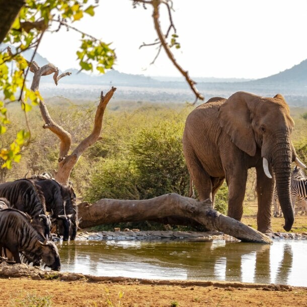 Elefant und mehrere Zebras am Wasserloch, Bäume und Hügel im Hintergrund.