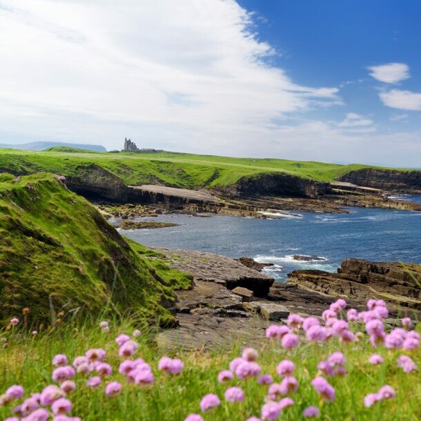 Eine Küstenlandschaft mit steinigen Klippen und Wiesen liegt direkt am Meer, im Vordergrund befinden sich lila Blüten.