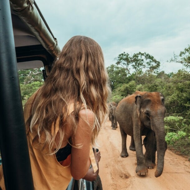 Eine Frau schaut aus einem Jeep heraus auf einen Elefanten.
