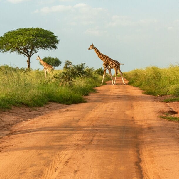 Zwei Giraffen überqueren eine rote Sandpiste in einer Savannenlandschaft, links im Vordergrund ein Safari-Fahrzeug mit Außenspiegel.