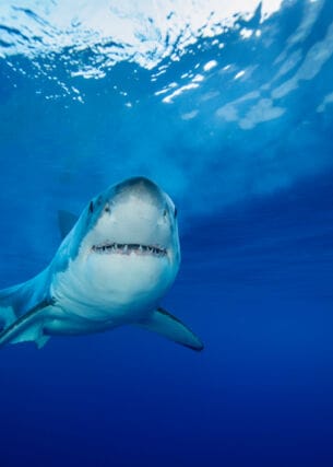 Ein Hai schwimmt im blauen Wasser und schaut frontal in die Kamera