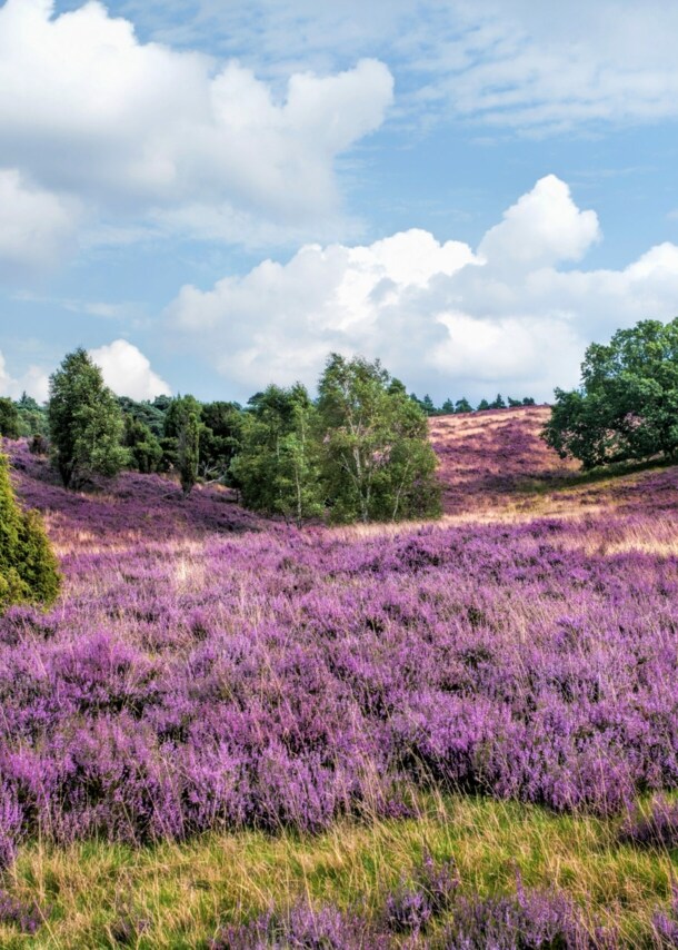 Eine Wiese übersät mit lila Heidekraut
