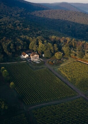 Luftaufnahme eines Weinbergs an dessen Rand ein weißes Gutshaus steht