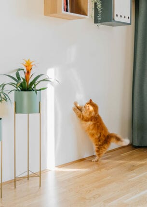 Eine rot getigerte Katze spielt mit dem Sonnenlicht an einer weißen Wand