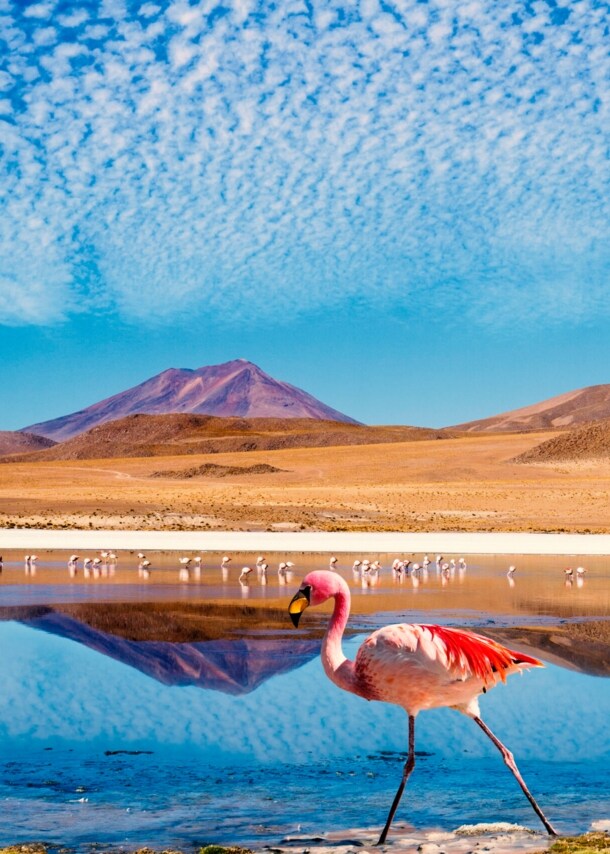 Ein rosafarbener Flamingo vor einem See und einer wüstenartigen Landschaft im Hintergrund