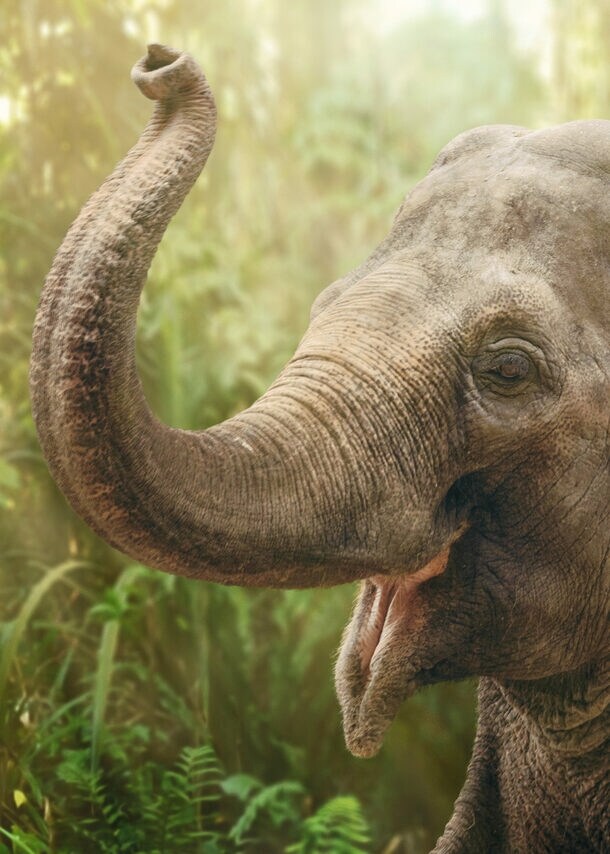 Ein Elefant mit erhobenem Rüssel im Regenwald