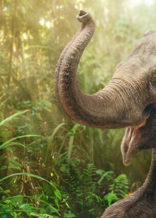 Ein Elefant mit erhobenem Rüssel im Regenwald