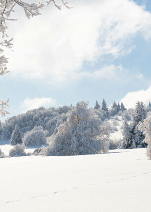 Blick auf eine schneebedeckte Landschaft mit Bäumen