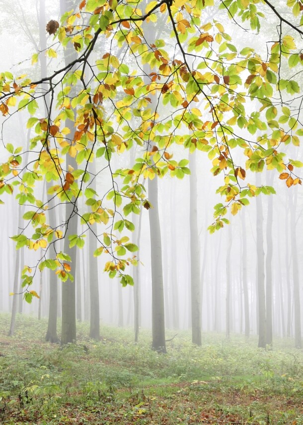 Ein Baum mit herbstlich verfärbten Blättern in einem vernebelten Wald.