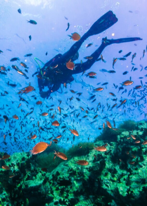 Eine Person beim Tauchen zwischen einem Fischschwarm